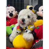 Toy
