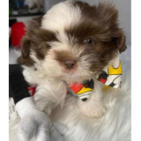 Shihtzu