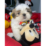 Lindíssimo Filhotes Shihtzu