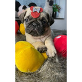 Lindissimos Filhotes De Pug Micro 