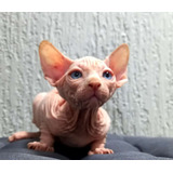 Sphynx