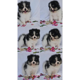 Lindo Filhote Ursinho Lulu Da Pomerânia/spitz Alemão Anão