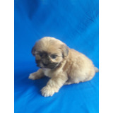 Lindo Filhotes De Ilhasa Apso