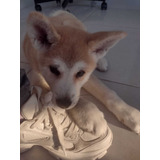 Lindo Machinho De Akita Inu Filme Sempre Ao Seu Lado 