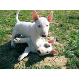 Lindos Bbzinhos Filhotes De Bull Terrier