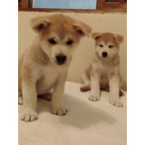 Lindos Cães Filhotes Da Raça Akita Inu, Puros Com Pedigree*