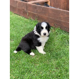 Lindos Filhotes De Border Collie Disponiveis