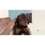 Lindos Filhotes De Doberman