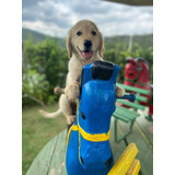 Lindos Filhotes De Golden Retriever Macho E Femea