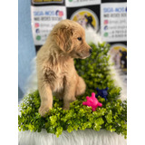 Lindos Filhotes De Golden Retriever