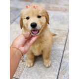 Lindos Filhotes De Golden Retriever