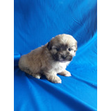 Lindos Filhotes De Ilhasa Apso Super