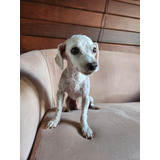 Lindos Filhotes De Poodle Toy
