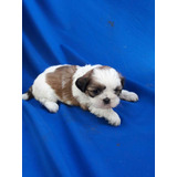 Lindos Filhotes De Shih Tzu