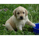 Lindos Labrador Bonitos Filhotes Disponível