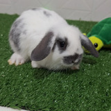 Lop