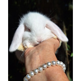Lop