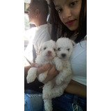 Lindos Poodle Micro Toy