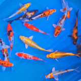 Lote Com 10 Carpas Koi De 16 Cm Para Lago 