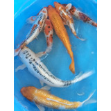 Lote De Carpas Koi Selecionadas Variadas !! De 22 A 34 Cm !!