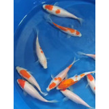Lote Koraku, Carpas Koi, Nishikigoi 