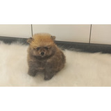Lulu Da Pomerania Anao 