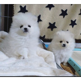 Pomerania