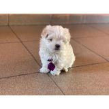Machinho De Maltês Micro