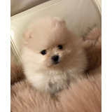 Pomeranian