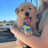 Retriever