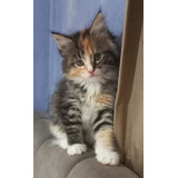 Maine Coon (procurar Caroline Em Havila Filhotes)