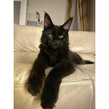 Maine Coon (procurar Por Caroline Em Havila Filhotes)