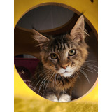 Maine Coon Filhotes. Várias Cores E Idades. Entregamos 