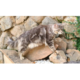 Maine Coon Filhotes Castrado Gigante E Doceis 