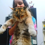 Maine Coon Filhotes Com Pedigree 