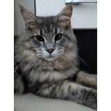 Maine Coon Filhotes Inteiros 