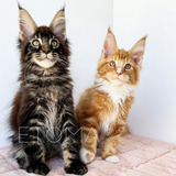 Maine Coon(procurar Por Caroline Em Havila Filhotes)