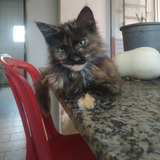 Mainee Coon