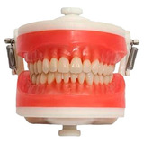 Manequim Articulado Universal Top Dentística Pd100 - Pronew