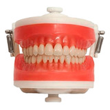 Manequim Articulado Universal Top Dentística Pd100 - Pronew