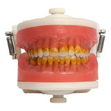 Manequim Cirurgia Com Dentes De Periodontia