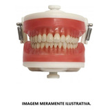 Manequim Top Dentistica Pd100 - Pronew
