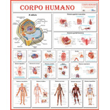 Mapa: Sistemas Do Corpo Humano -