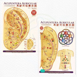 Mapa Acupuntura Auricular Chinesa E Japonesa Prof. Enomoto