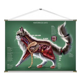 Mapa Anatomia Do Gato Banner Em
