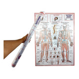 Mapa Anatomia Esqueleto Do Corpo Humano 90x120cm P/ Estudo