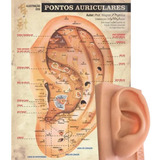 Mapa Auriculoterapia + Modelo De Orelha Para Estudo + Brinde