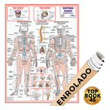 Mapa Corpo Humano Sistema Esqueletico Osseo