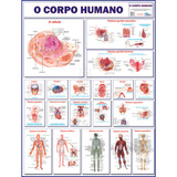 Mapa Corpo Humano Sistemas Anatomia Banner Poster Medicina