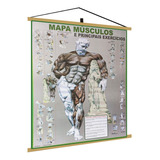 Mapa Corpo Musculos Academia Exercicios Calistenia